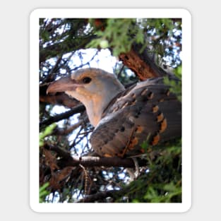 Channel-billed Cuckoo Sticker